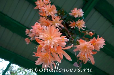 Бегония  ампельная Belleconia Soft Orange